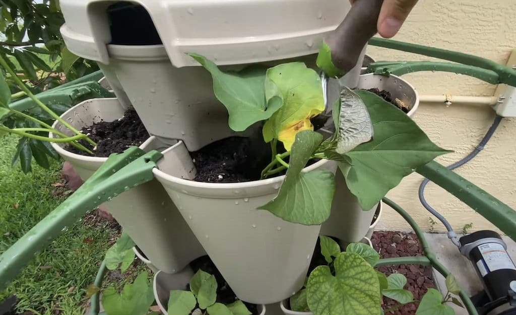 Growing Sweet Potatoes